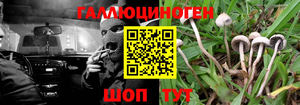 Псилоцибиновые грибы Cubensis Протвино
